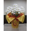 愛知県名古屋市中村区ツノダ花重中村の花　胡蝶蘭